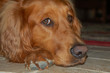 dog close up