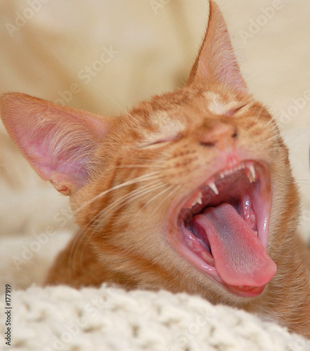 Photo: kitten yawning kitten yawning