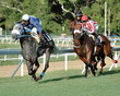 horse racing horse racing