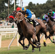 horse racing horse racing