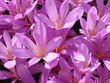 lila blumen