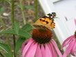 schmetterling auf blume