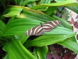 schmetterling 2