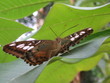 schmetterling1