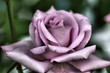 alure alure