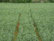 traces en fleurs