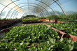 plants de persil plants de persil