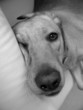 sleepy dog