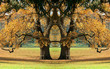 arbre magique