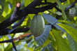 cabosse cacao