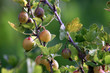 gooseberries