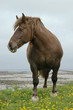 postier breton cheval de trait