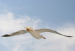Foto: möwe möwe