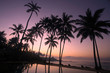 coconut tree at sunrise coconut tree at sunrise