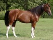 Photo: tobiano stallion tobiano stallion