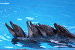 dolphins play