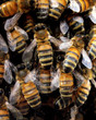 honey bees