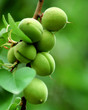 apricots