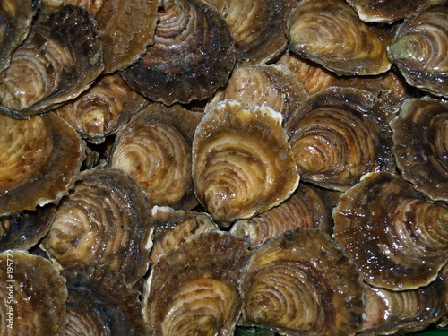 huitres plate