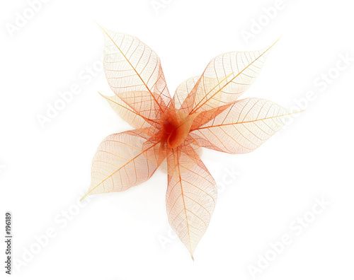 leaf skeleton