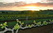 sunset over vineyard