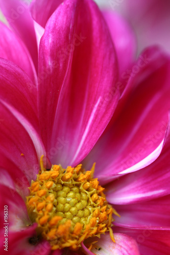 Pink+daisy+flower+pictures