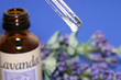 lavender fragrance lavender fragrance