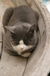 sleeping cat sleeping cat