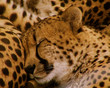 sleepy cheetah