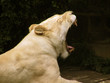 sleepy lion