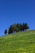 trees and blue sky