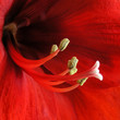 Amaryllis