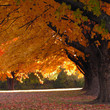 trees in fall