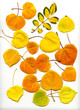 aspen leaves