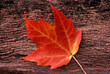 red, autumn leaf