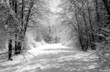 snowy trail