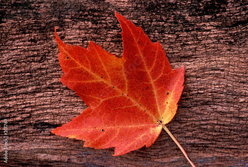 red, autumn leaf red, autumn leaf