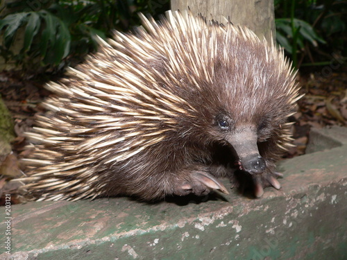 Photo: echidna echidna