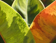 ficus glow