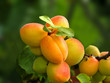 apricot
