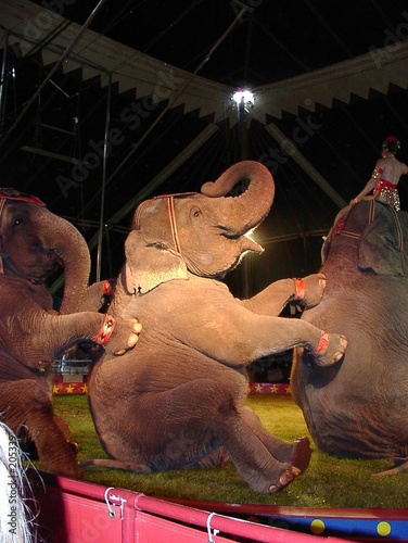performing elephants