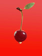 cherry2