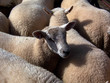 penned sheep 2 penned sheep 2