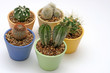 Photo en ligne au meilleur prix various potted cacti