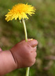 dandelion child