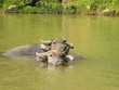 buffles asiatiques de rivière