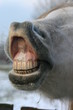 flehmen