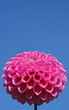 pink flower