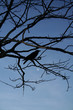 Photo: crow over moon crow over moon