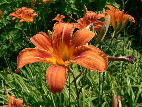 lys